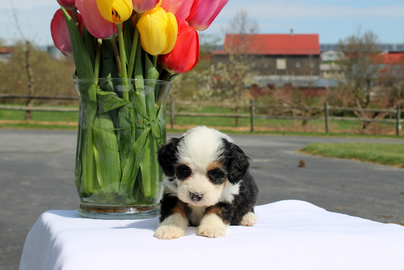 puppy, for, sale, Mini Bernedoodle F2, Matthew B. Stoltzfus, dog, breeder, Gap, PA, dog-breeder, puppy-for-sale, forsale, nearby, find, puppyfind, locator, puppylocator, aca